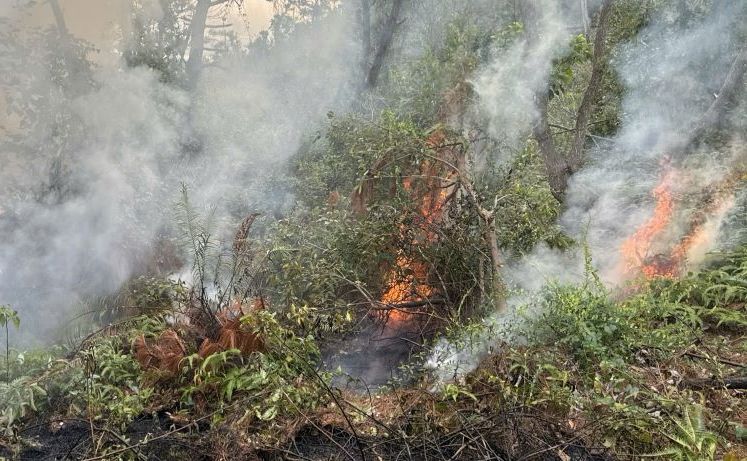 Thông tin về vụ cháy tại khu vực Núi Voi thuộc địa phận thôn Chi Lai, xã Trường Thành (huyện An Lão)